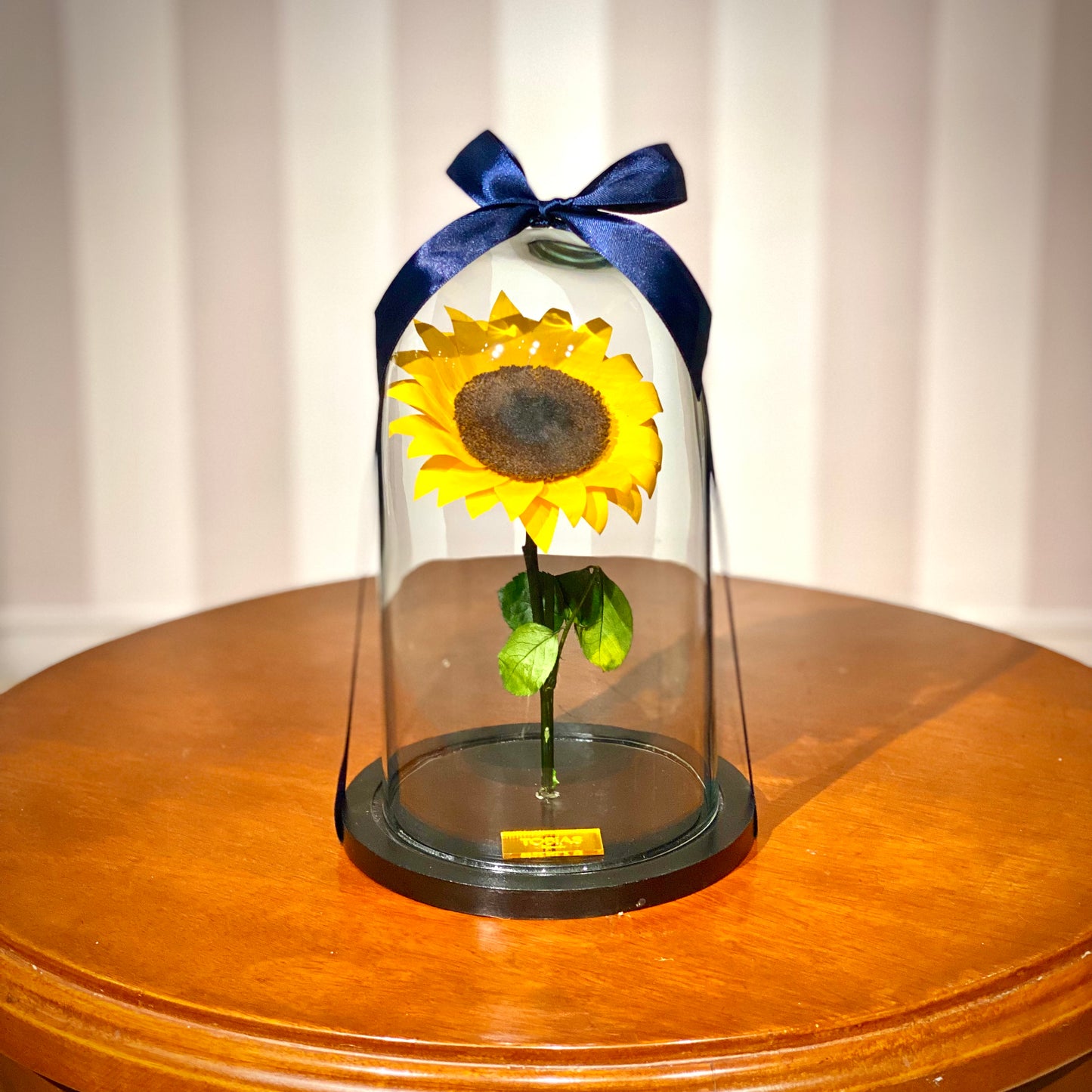 Box-C Girasol Eterno H